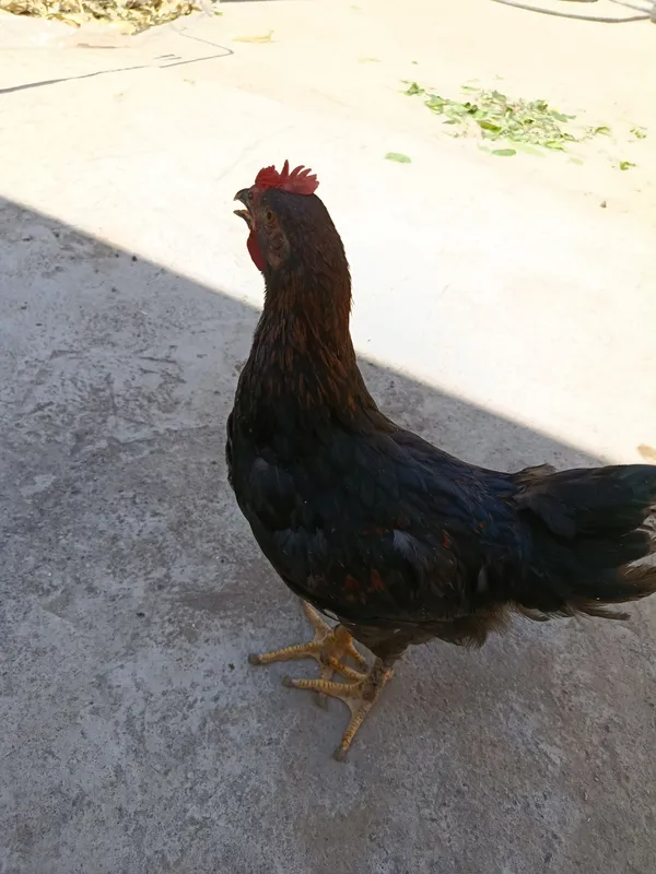 Xoʻroz joʻjalari bilan sotiladi 4
