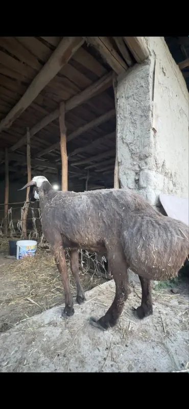 Zottor quchqor endi 2 ta tish urdi