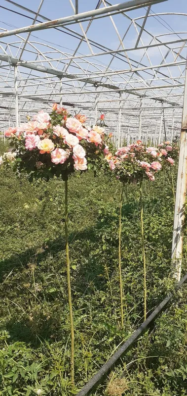 Штаповий атиргулла сотамиз