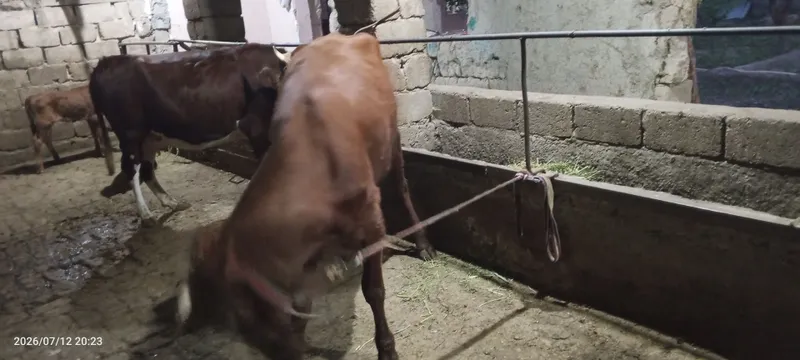 Ona bola sigir sotiladi 8 Ona bola sigir sotiladi 8