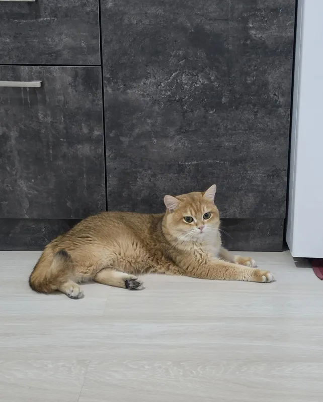 Британский скотиш страйт. 6 Британский скотиш страйт. 6