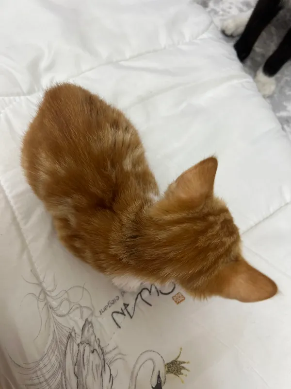 Кошка 2 Кошка 2