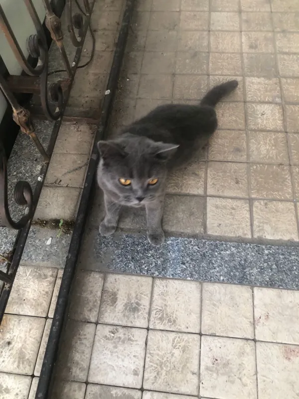 Кошка Шотланд Фолд Кошка Шотланд Фолд