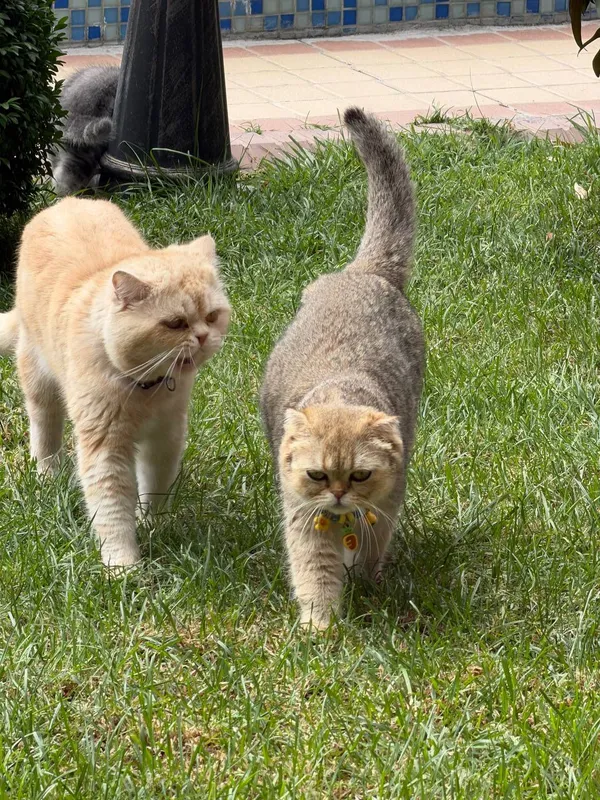 Котята чистокровные, Skotish fold, Шиншила фолд, 4 Котята чистокровные, Skotish fold, Шиншила фолд, 4
