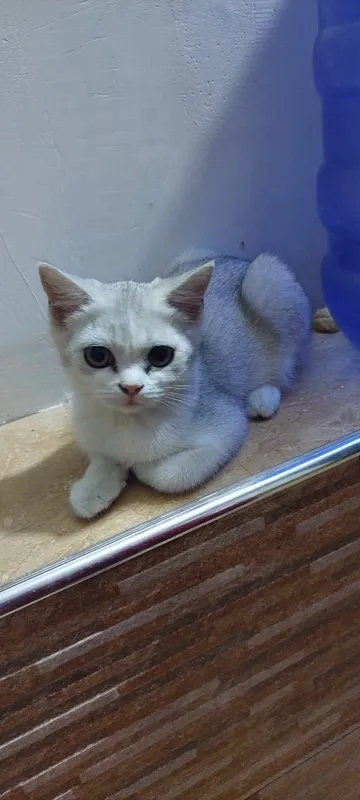 Serebristaya shinshilla 4 Serebristaya shinshilla 4