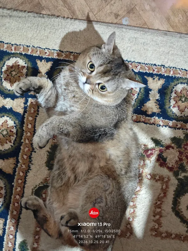mushuk sotiladi zotdor erkak 4