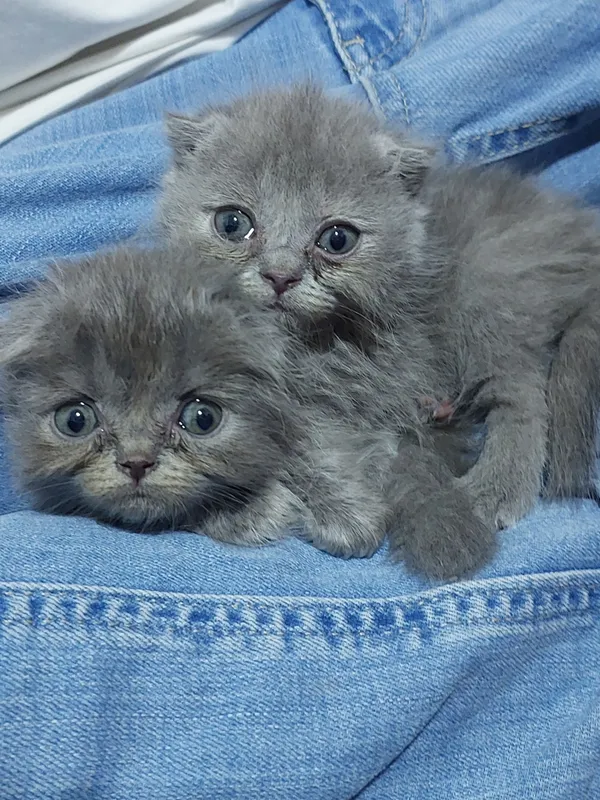 котята скотиш фолд — фото 1