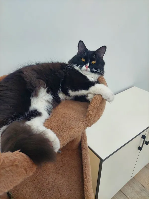 Котенок кастрированный Феликс 5 Котенок кастрированный Феликс 5