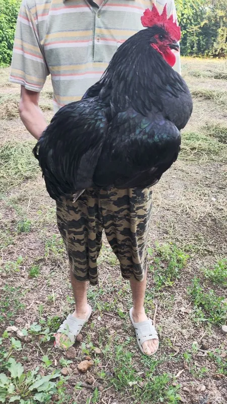Parranda , GIGANT JERSI.