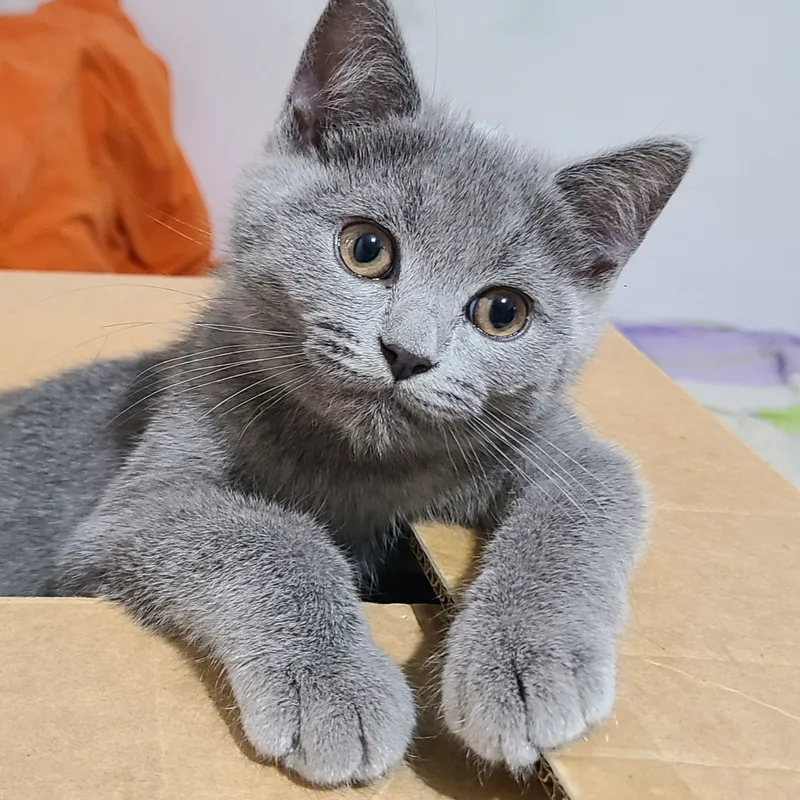 готовы к продаже британские котята
