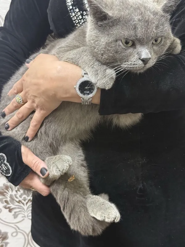 British shorthair Srochno sotiladi — фото 1
