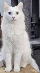 Turkish angora 2 glaza — фото 1