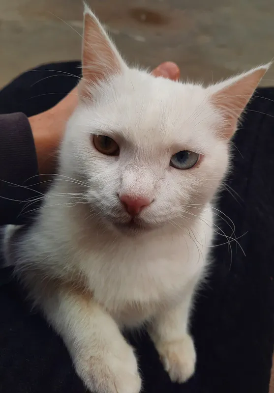 Turkish Angora mushukcha 95-960-02-08 Turkish Angora mushukcha 95-960-02-08