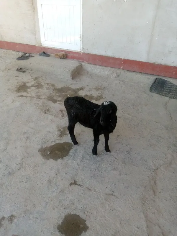 Shir boz 4 kunlik barra