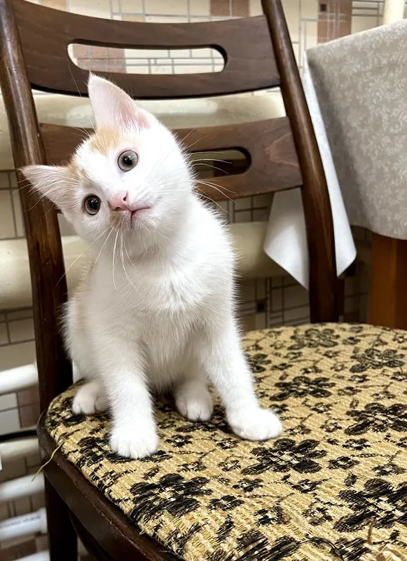 Пристраивпются котята ,одна из них стерилизована — фото 3 Пристраивпются котята ,одна из них стерилизована — фото 3