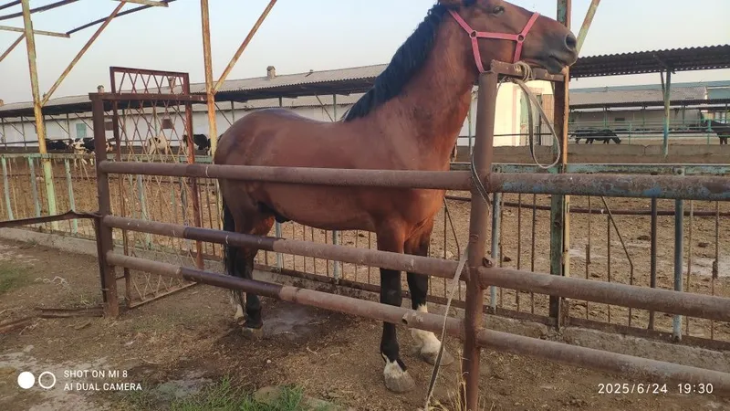 Veterinar doctor — фото 3