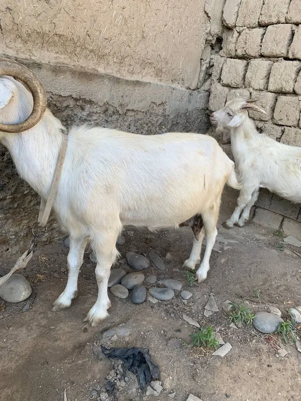 Echki sotiladiii 3 Echki sotiladiii 3