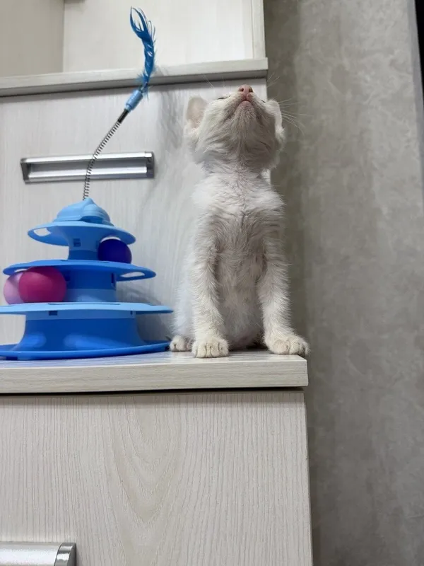 Пристратвается котенок в добрые руки 6 Пристратвается котенок в добрые руки 6