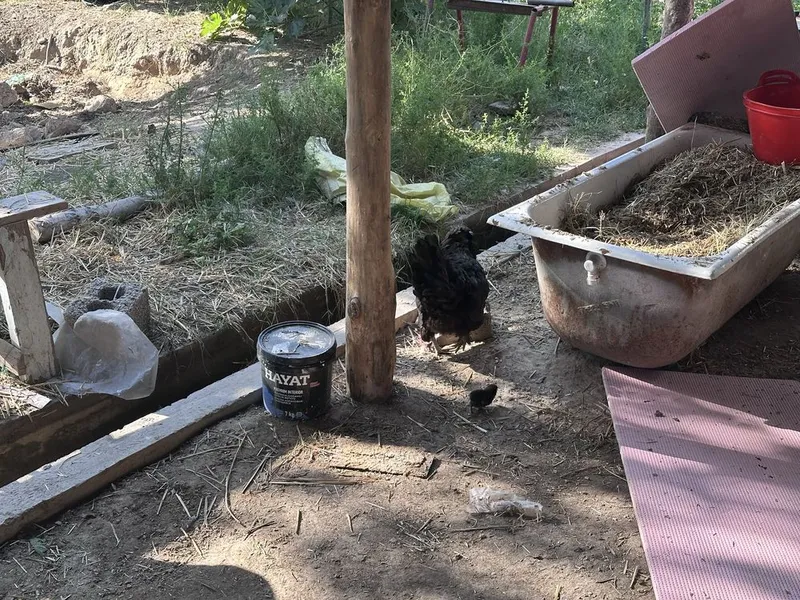 Tovuq xorozla sotiladi 3 Tovuq xorozla sotiladi 3