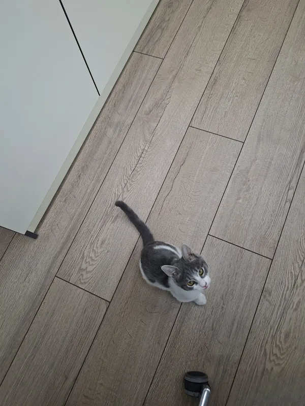 Котенок мальчик 2 месяца 5 Котенок мальчик 2 месяца 5
