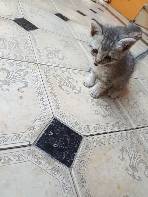 Serebristaya shinshila 6 Serebristaya shinshila 6
