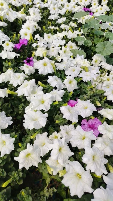 Petunia gulimiz ochildi 2000 — фото 2
