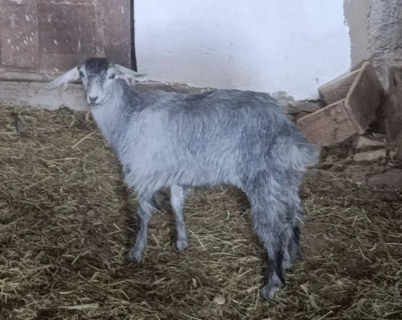 Продам 3-х месячных козлят