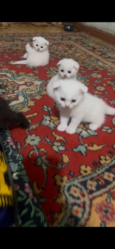 Котята британские вислоухие — фото 1