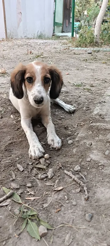 Spaniel kuchugi uy izlamoqda 6 Spaniel kuchugi uy izlamoqda 6