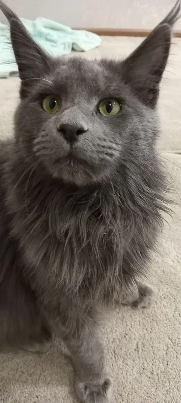 Мейкун кот 1год2ме