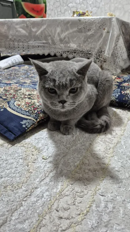 Кот два с половиной года — фото 3