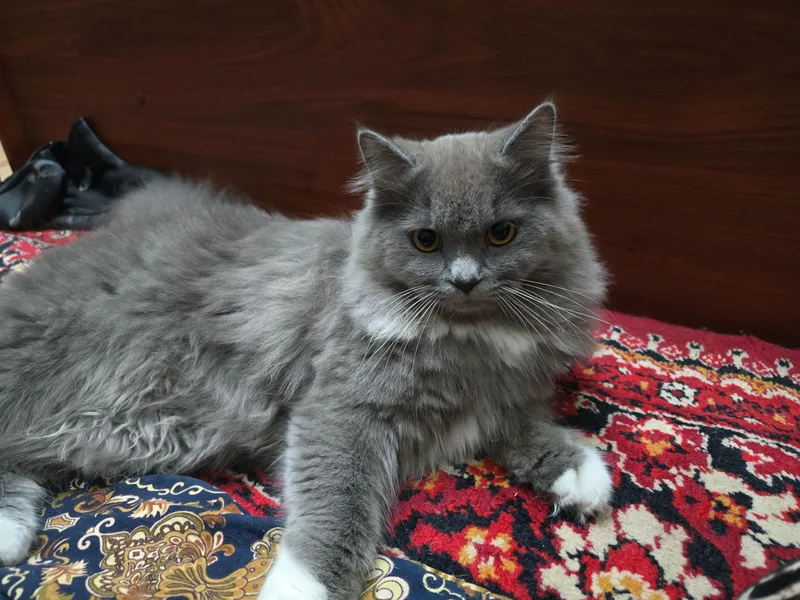 Манчкин Скотш страйт 1 Манчкин Скотш страйт 1