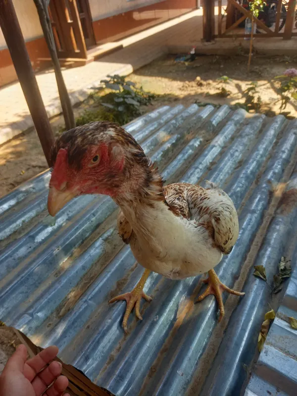 dakan tovuq tule kelwamz 2 dakan tovuq tule kelwamz 2