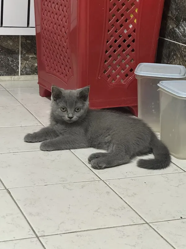 Скотиш Страйт шотланский 4 Скотиш Страйт шотланский 4