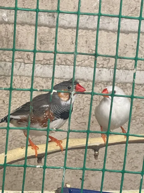 Амадинка