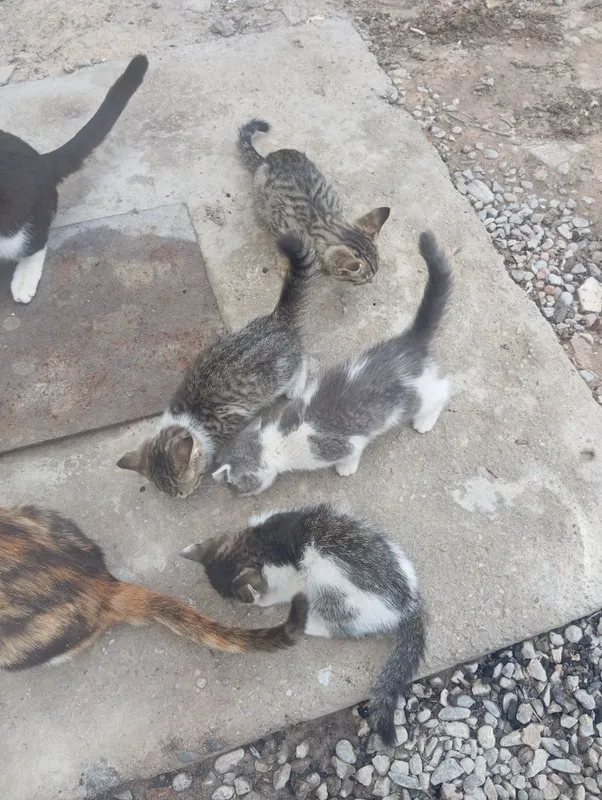 Котята в добрые руки. — фото 1