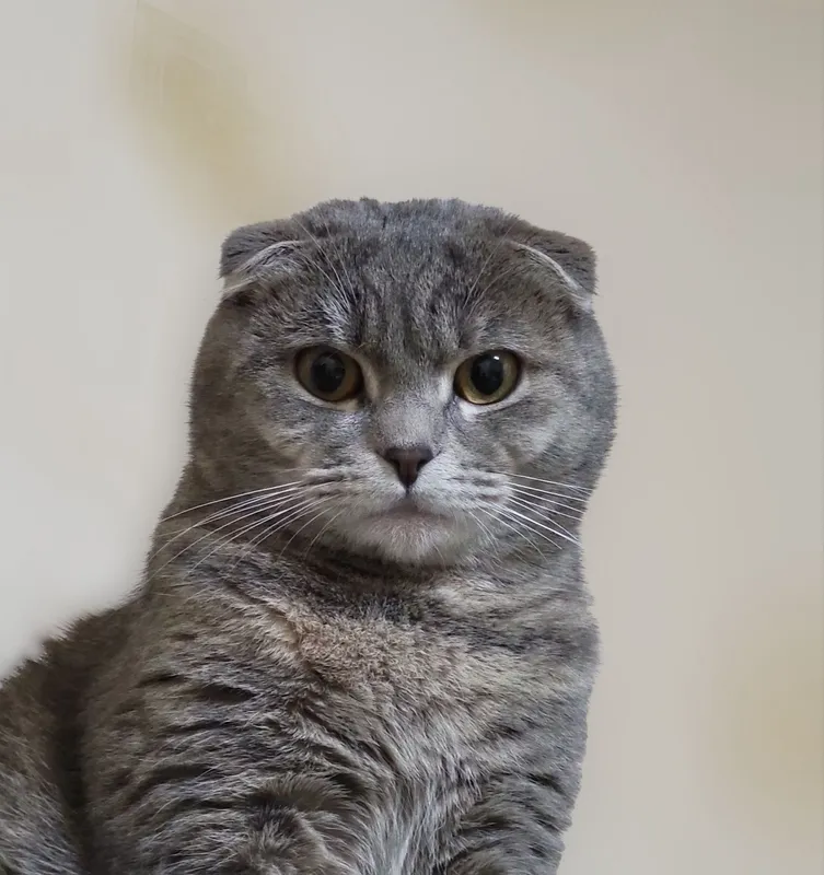 Кошка породы скотиш фолд