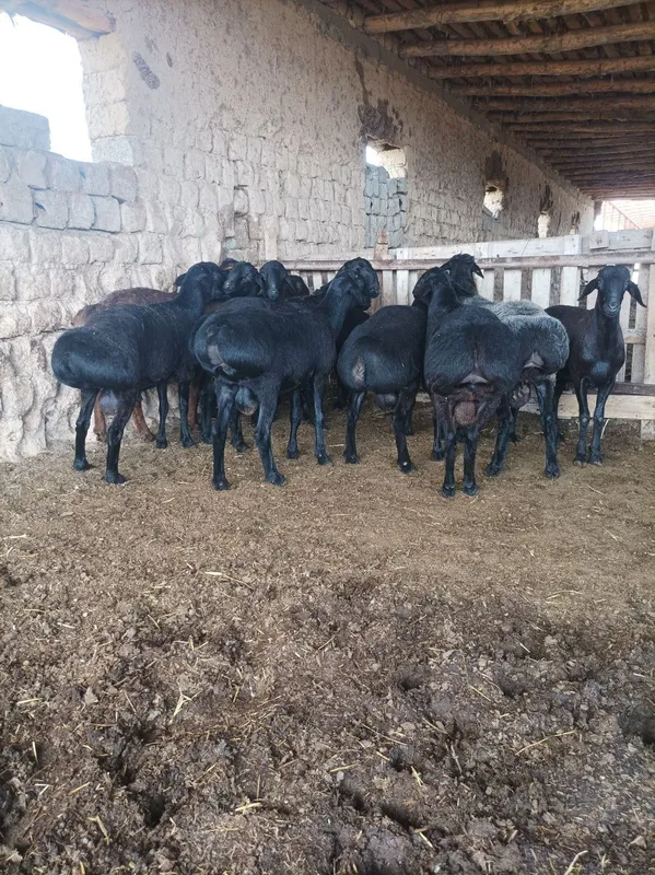Quchqorla sotiladi semiz qulogʻlari butun — фото 2