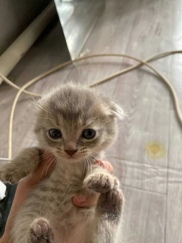Mushukcha sotiladi
