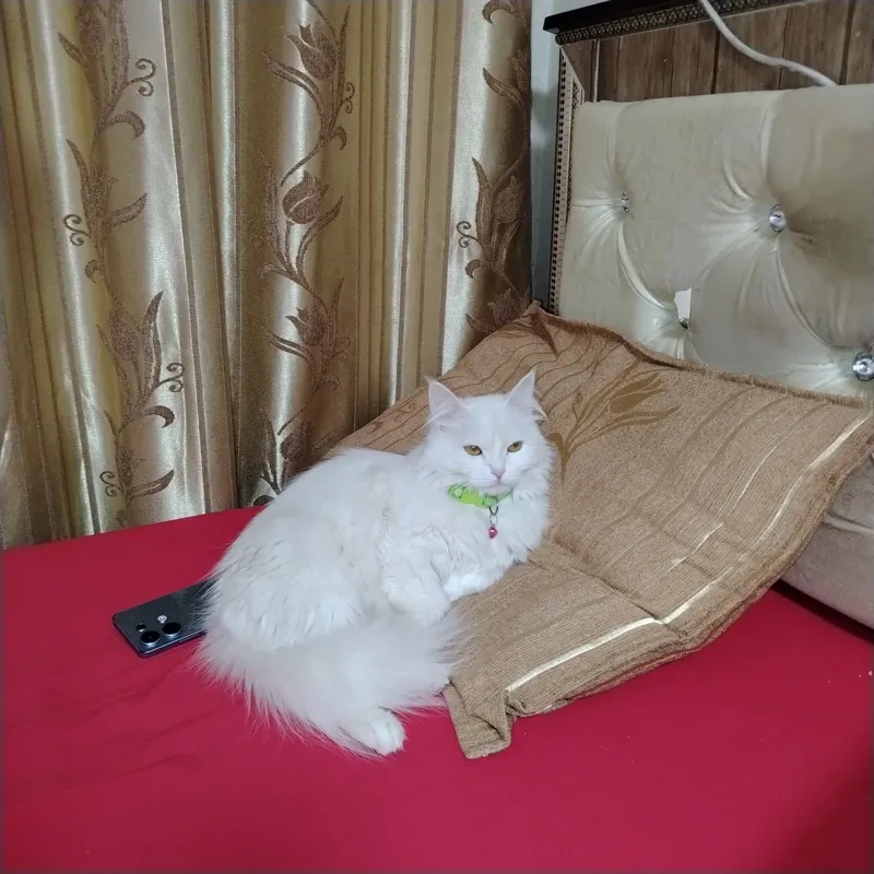 турецкая ангора — фото 1