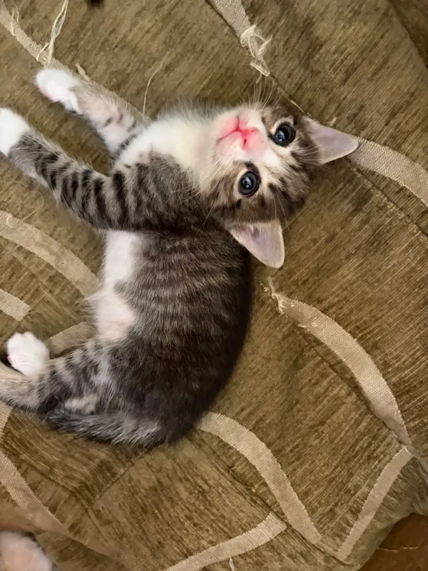 Mushuk bolalari bor 5 ta 3 Mushuk bolalari bor 5 ta 3