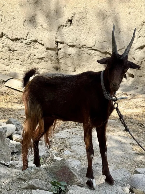Urgʻochi echki zudlik bilan sotiladi — фото 1
