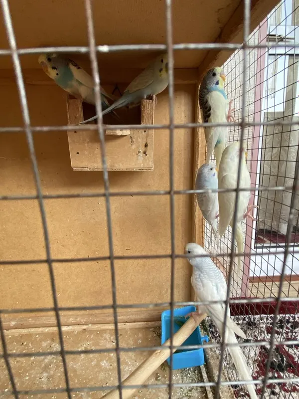 Optom narxda volnistiy papugaylar — фото 2
