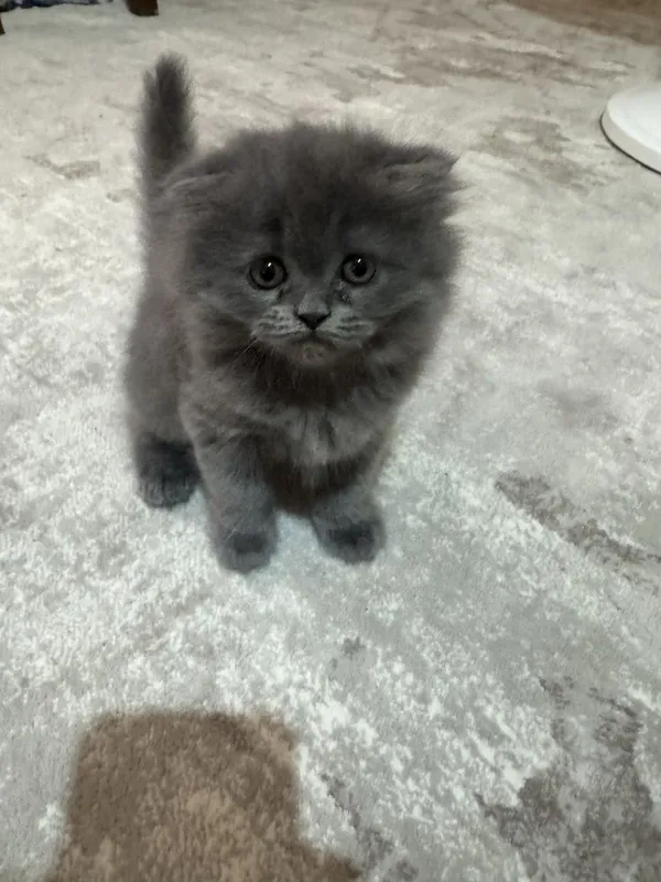 Продаем породистых кошечек