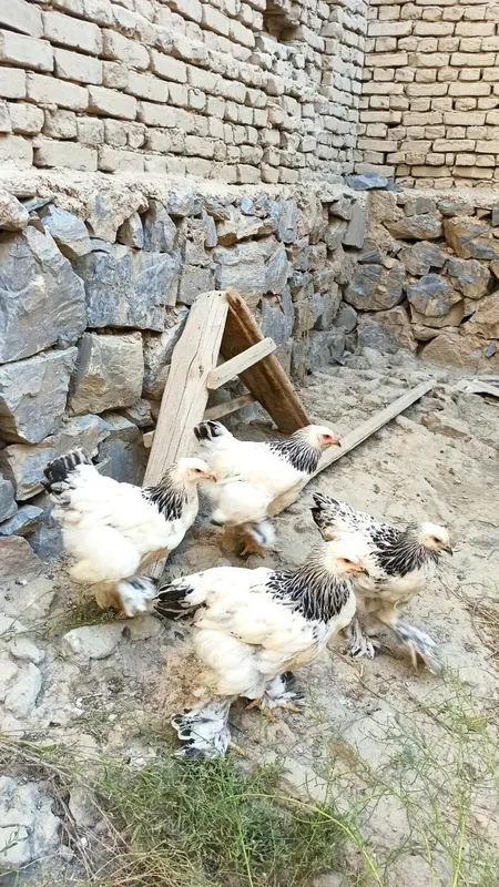 Брама жужалари сотилади — фото 1