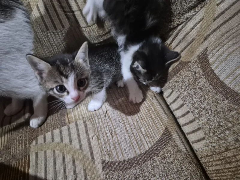 Отдам даром котят — фото 3