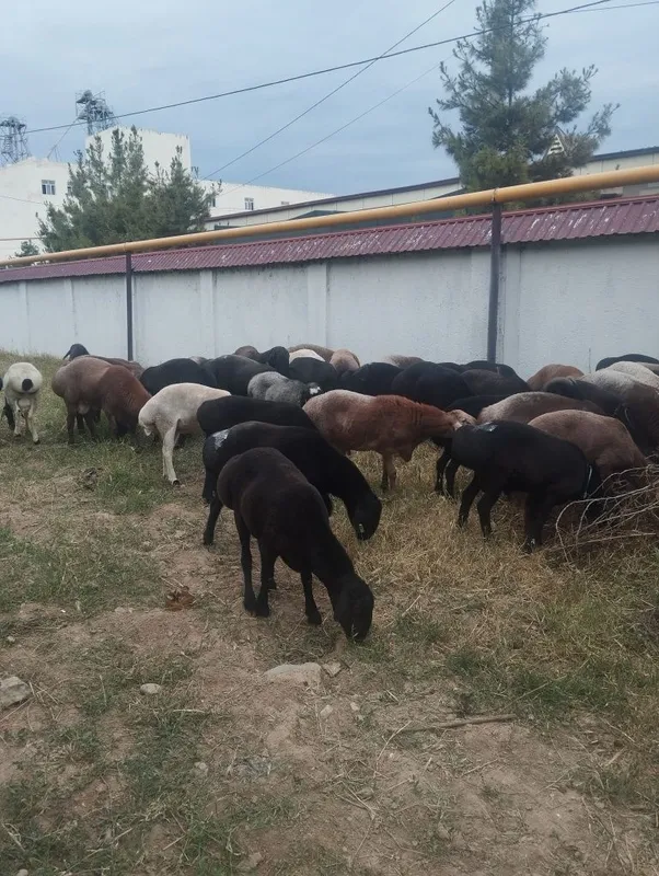 Qurbonlikka qoylar bor