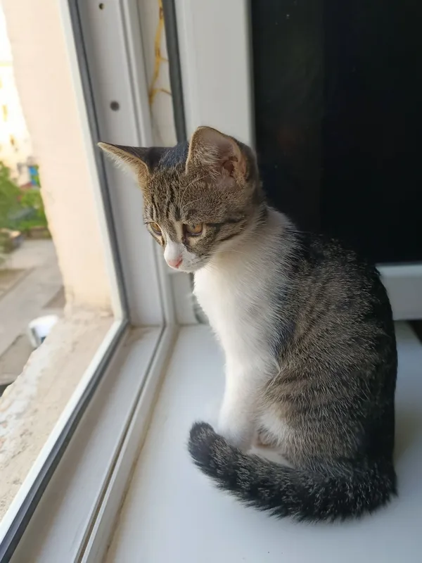 котята