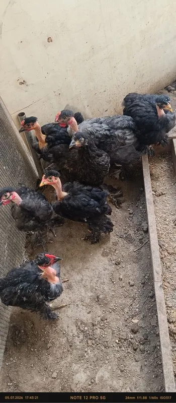Tovuqlar sotiladi 8
