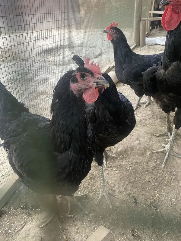 Gigant Qora shagzoda jojasi Гигант Кора шагзода жужаси